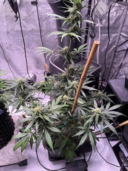 Bruce Banner 3- Autopot v Airpots. Week 8 - BB1-Day 54