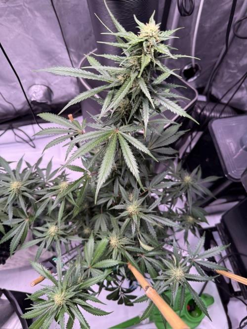Bruce Banner 3- Autopot v Airpots. Week 8 - BB1-Day 54