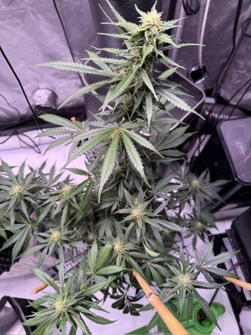 Bruce Banner 3- Autopot v Airpots. Week 8 - BB1-Day 54