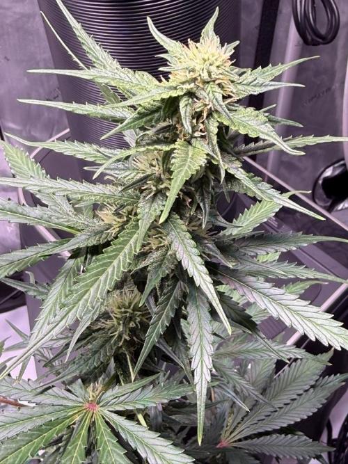 Bruce Banner 3- Autopot v Airpots. Week 8 - BB1-Day 54