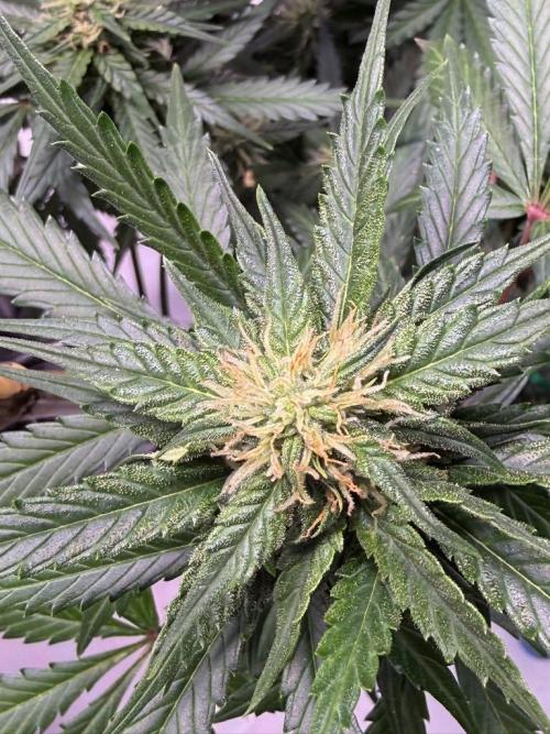 Bruce Banner 3- Autopot v Airpots. Week 8 - BB1-Day 54