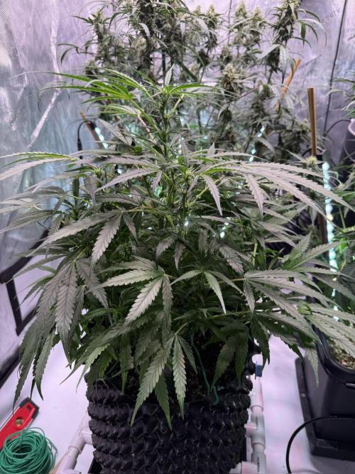 Bruce Banner 3- Autopot v Airpots. Week 8 - BB2-Day 54