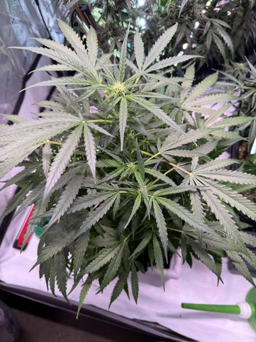 Bruce Banner 3- Autopot v Airpots. Week 8 - BB2-Day 54