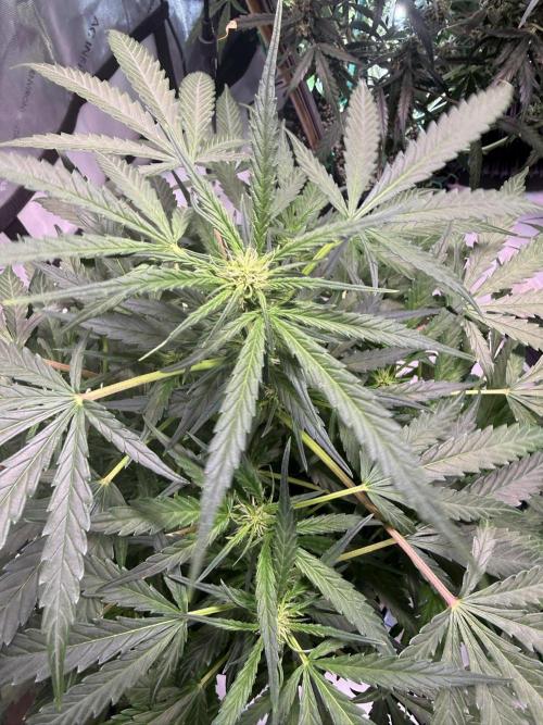 Bruce Banner 3- Autopot v Airpots. Week 8 - BB2-Day 54