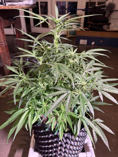Bruce Banner 3- Autopot v Airpots. Week 8 - BB2-Day 56