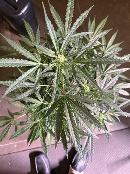 Bruce Banner 3- Autopot v Airpots. Week 8 - BB2-Day 56