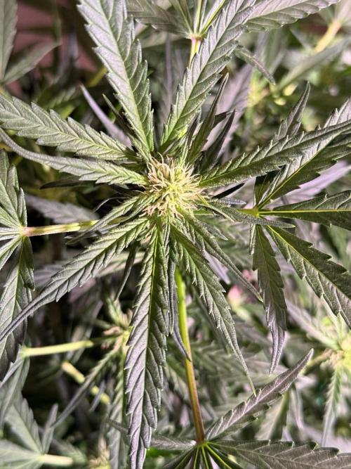 Bruce Banner 3- Autopot v Airpots. Week 8 - BB2-Day 56