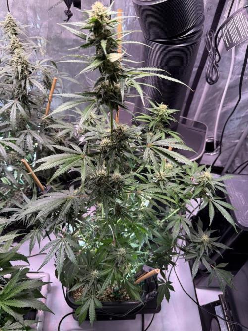 Bruce Banner 3- Autopot v Airpots. Week 8 - BB1-Day 56