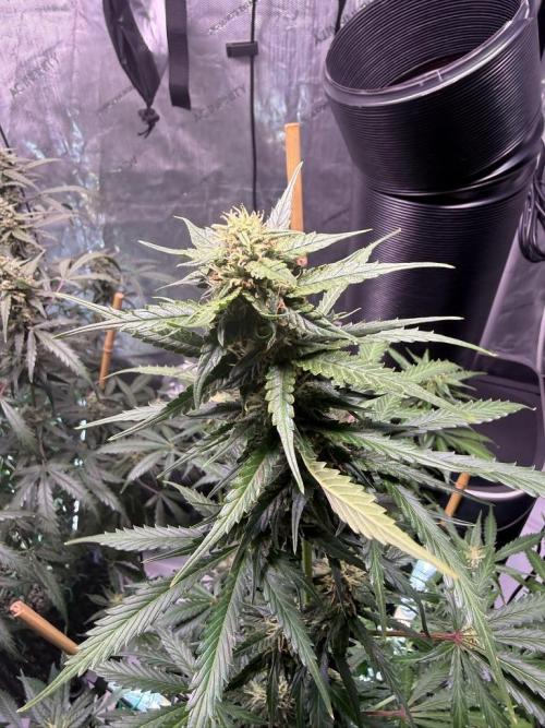 Bruce Banner 3- Autopot v Airpots. Week 8 - BB1-Day 56