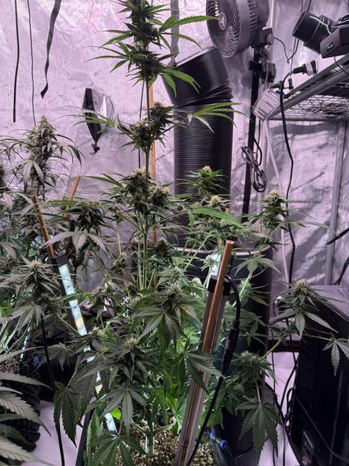 Bruce Banner 3- Autopot v Airpots. Week 8 - BB1-Day 56