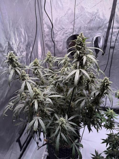 Jack Herer Auto. Week 10 - Day 68