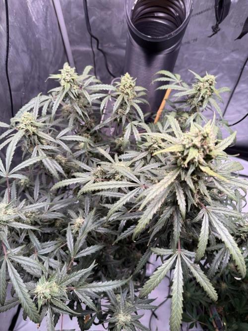 Jack Herer Auto. Week 10 - Day 68