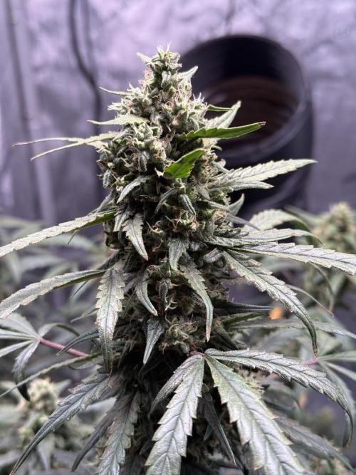 Jack Herer Auto. Week 10 - Day 68