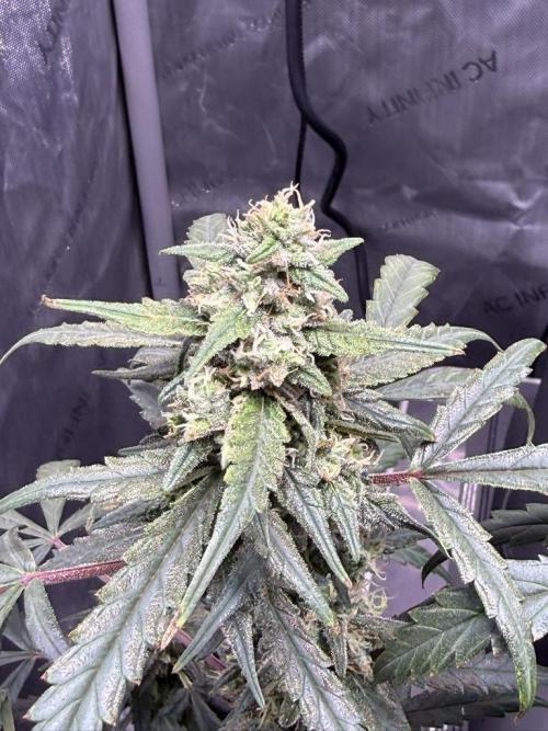 Jack Herer Auto. Week 10 - Day 68