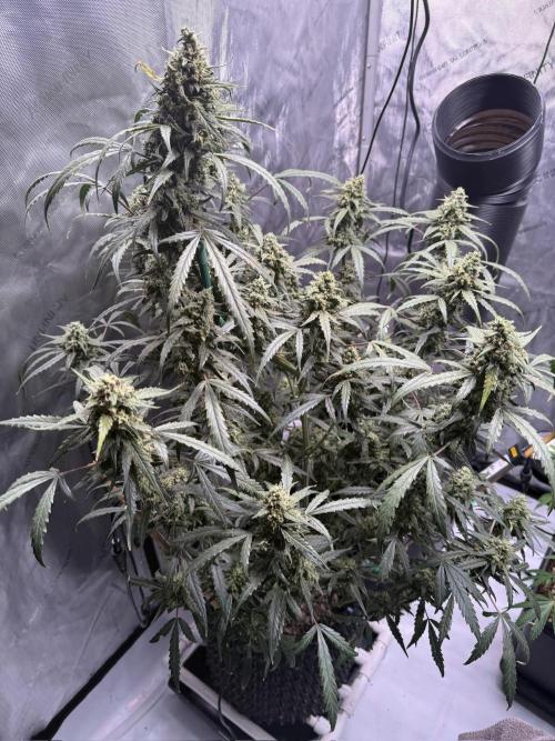 Jack Herer Auto. Week 10 - Day 70