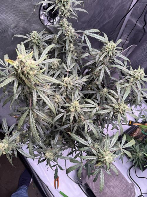 Jack Herer Auto. Week 10 - Day 70
