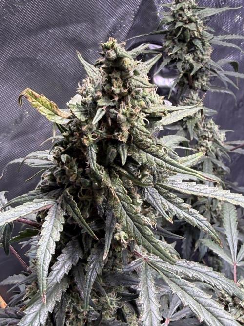 Jack Herer Auto. Week 10 - Day 70