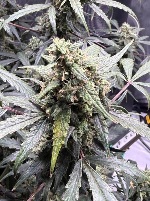 Jack Herer Auto. Week 10 - Day 70