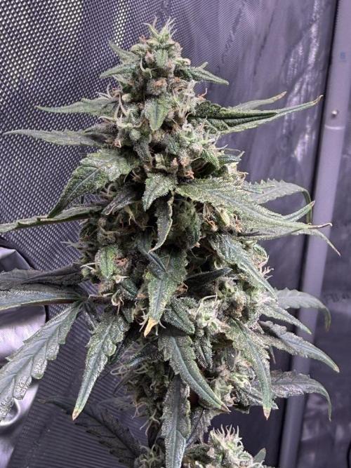 Jack Herer Auto. Week 10 - Day 70