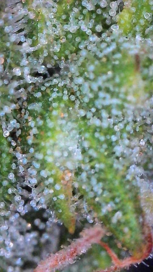 Jack Herer Auto. Week 10 - Day 68-Upper Canopy
