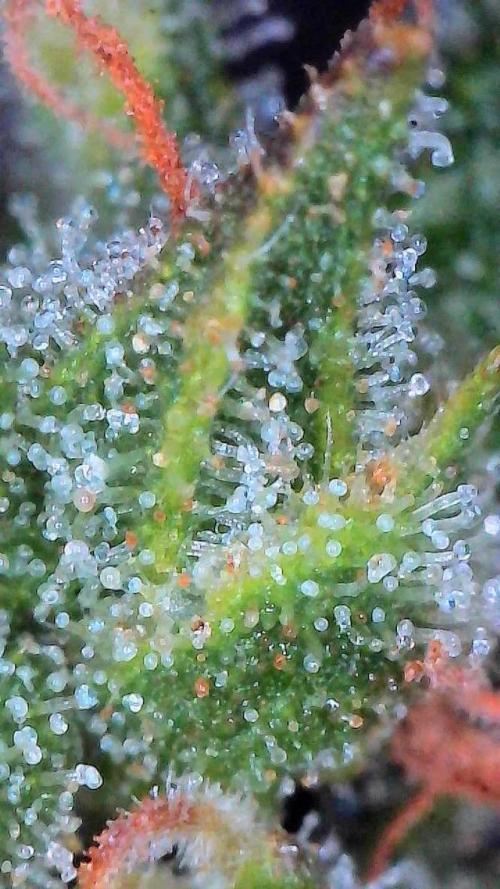 Jack Herer Auto. Week 10 - Day 68-Upper Canopy