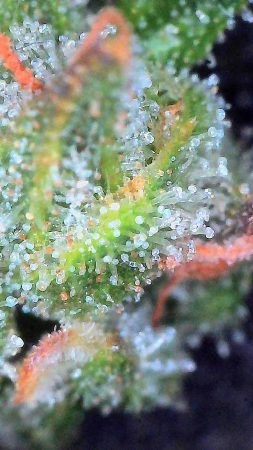 Jack Herer Auto. Week 10 - Day 68-Upper Canopy