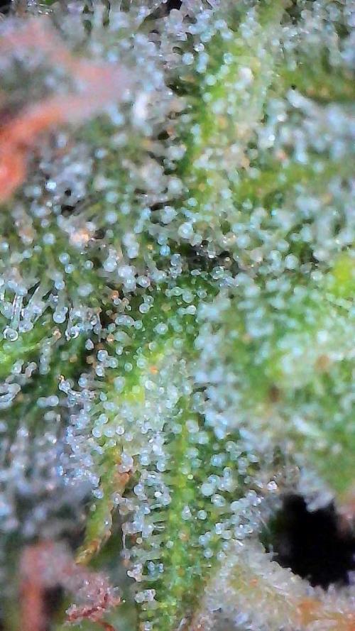 Jack Herer Auto. Week 10 - Day 68-Upper Canopy