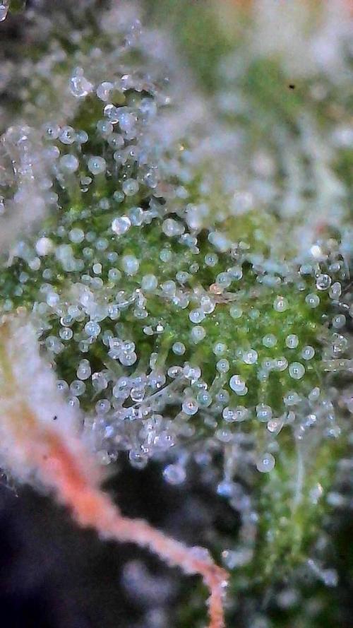 Jack Herer Auto. Week 10 - Day 68-Upper Canopy