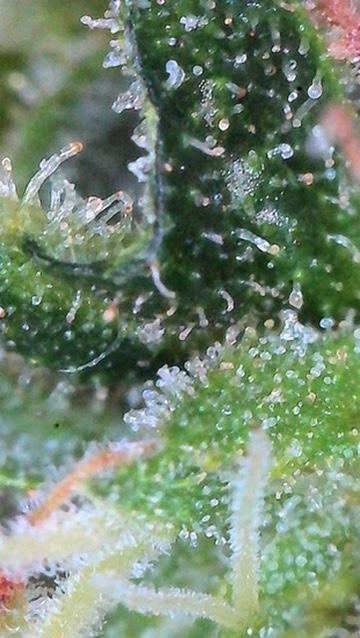 Jack Herer Auto. Week 10 - Day 70-Lower Canopy