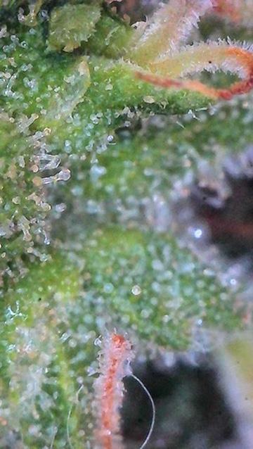 Jack Herer Auto. Week 10 - Day 70-Lower Canopy