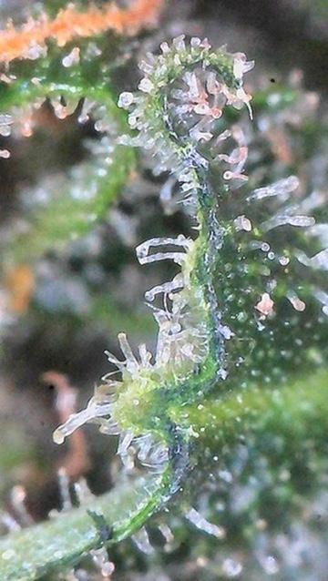 Jack Herer Auto. Week 10 - Day 70-Lower Canopy