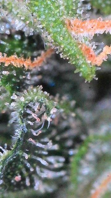 Jack Herer Auto. Week 10 - Day 70-Lower Canopy