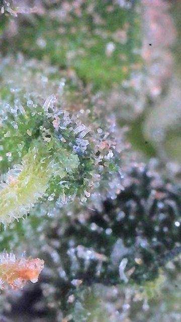 Jack Herer Auto. Week 10 - Day 70-Lower Canopy
