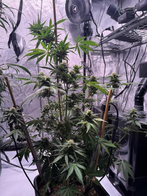 Bruce Banner 3- Autopot v Airpots. Week 9 - BB1-Day 57