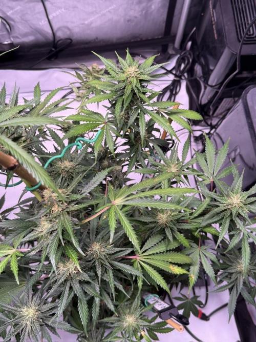 Bruce Banner 3- Autopot v Airpots. Week 9 - BB1-Day 57