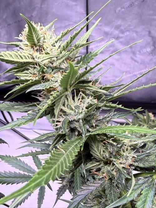 Bruce Banner 3- Autopot v Airpots. Week 9 - BB1-Day 57