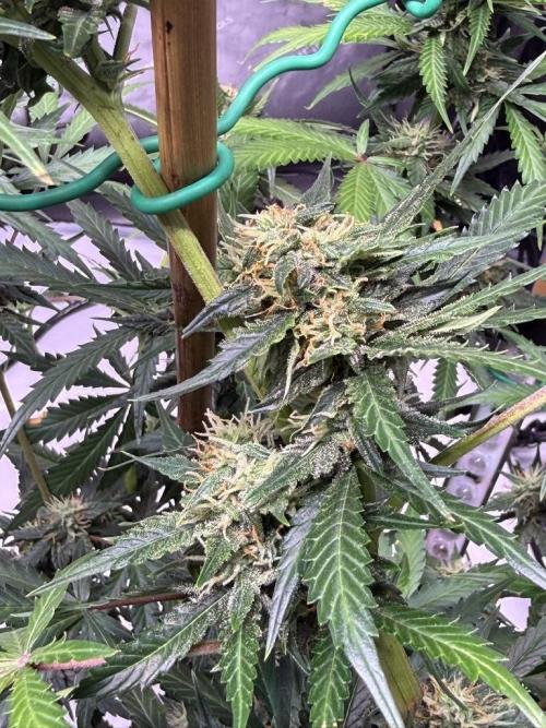 Bruce Banner 3- Autopot v Airpots. Week 9 - BB1-Day 57