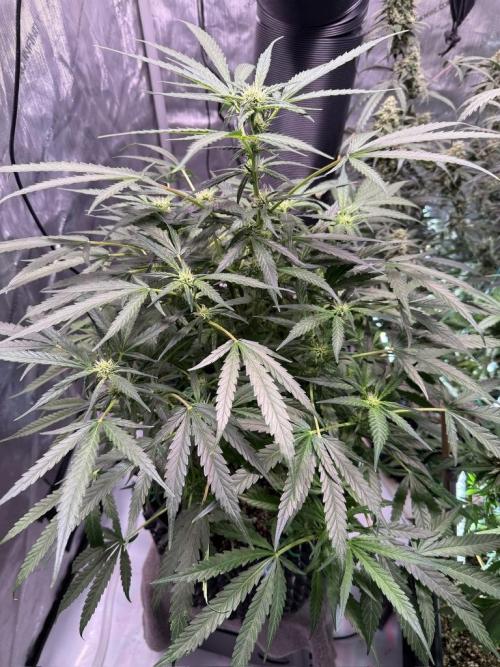 Bruce Banner 3- Autopot v Airpots. Week 9 - BB2-Day 57