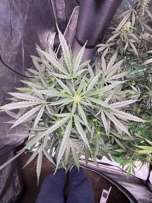 Bruce Banner 3- Autopot v Airpots. Week 9 - BB2-Day 57