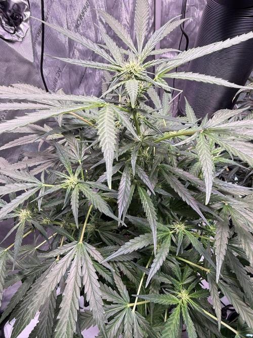Bruce Banner 3- Autopot v Airpots. Week 9 - BB2-Day 57