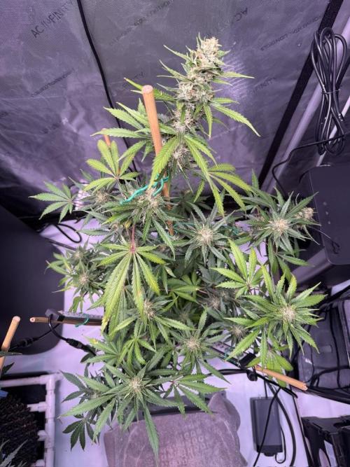 Bruce Banner 3- Autopot v Airpots. Week 9 - BB1-Day 59
