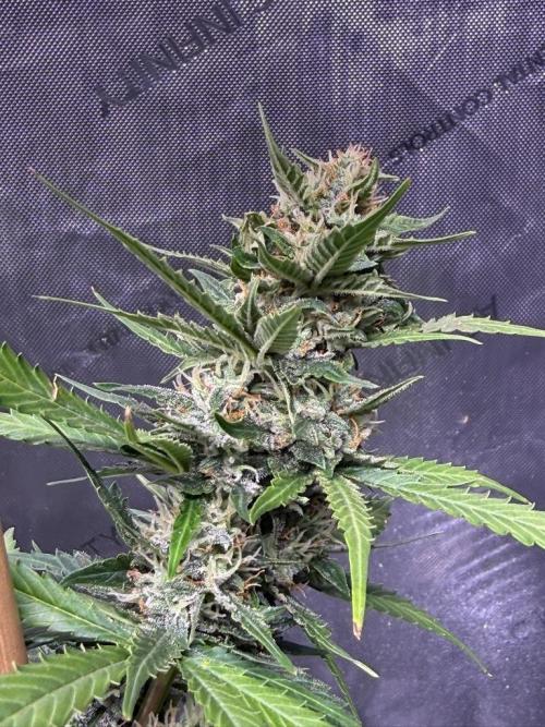 Bruce Banner 3- Autopot v Airpots. Week 9 - BB1-Day 59