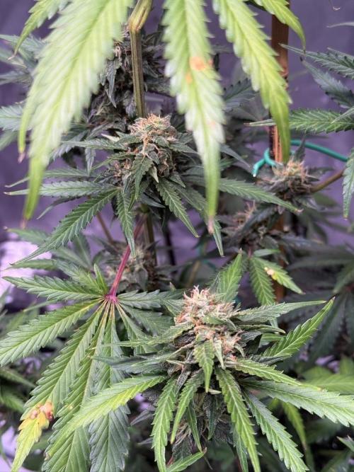 Bruce Banner 3- Autopot v Airpots. Week 9 - BB1-Day 59