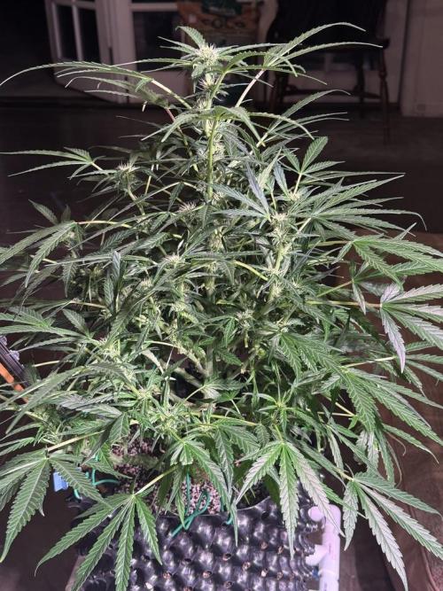 Bruce Banner 3- Autopot v Airpots. Week 9 - BB2-Day 59