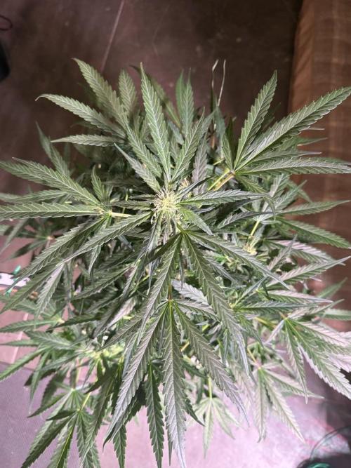 Bruce Banner 3- Autopot v Airpots. Week 9 - BB2-Day 59