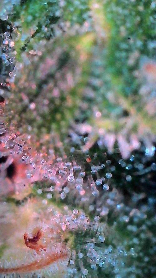 Jack Herer Auto. Week 11 - Day 72-Before 1st Cut