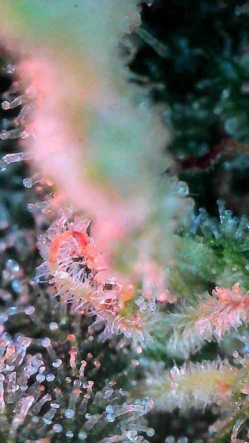 Jack Herer Auto. Week 11 - Day 72-Before 1st Cut