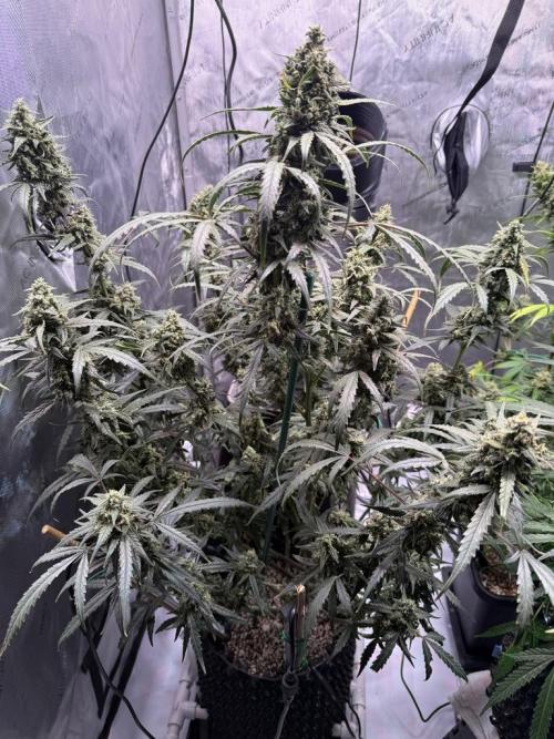Jack Herer Auto. Week 11 - Day 72-Before 1st Cut