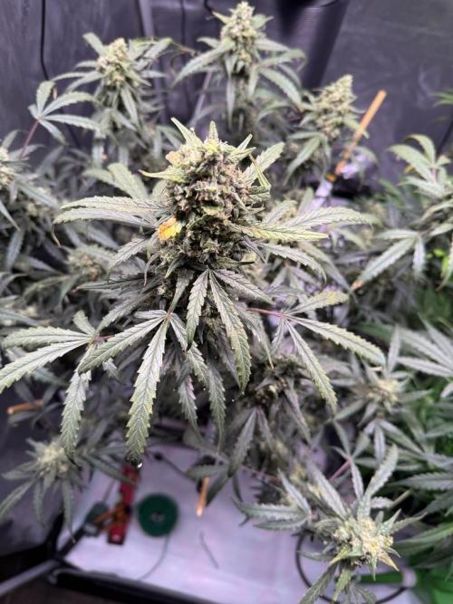 Jack Herer Auto. Week 11 - Day 72-Before 1st Cut