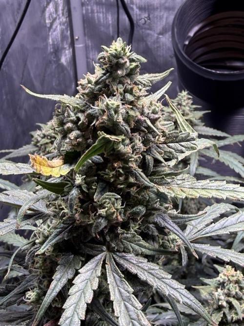 Jack Herer Auto. Week 11 - Day 72-Before 1st Cut